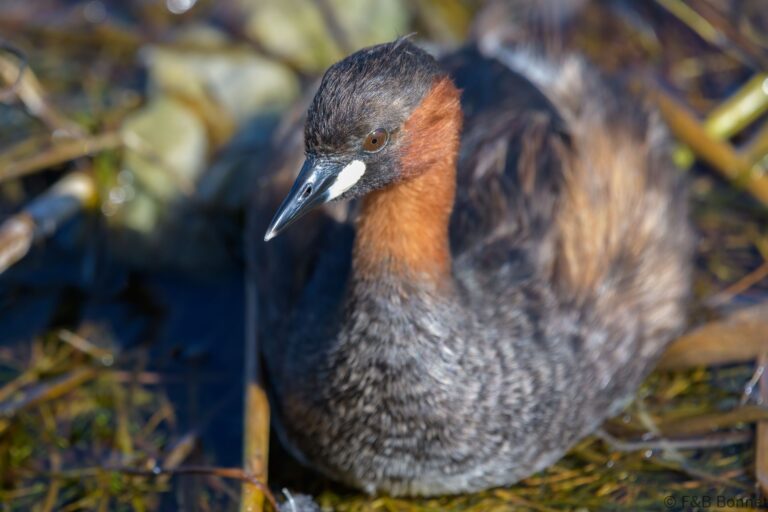 Little Grebe_South Africa-2