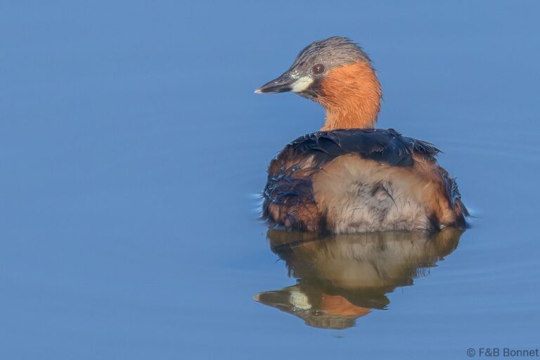 Little Grebe_South Africa-3