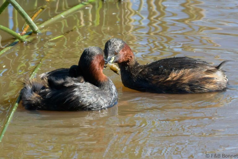Little Grebe_Spain-1