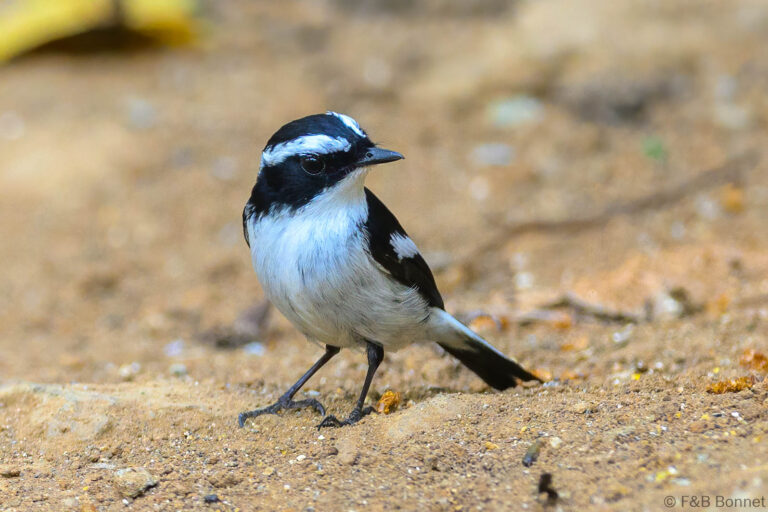 Little Pied Flycatcher_China-1
