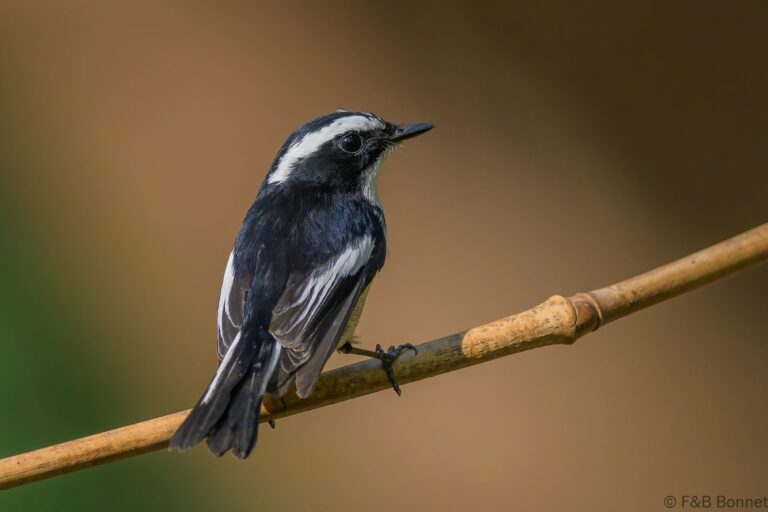 Little Pied Flycatcher_China-2