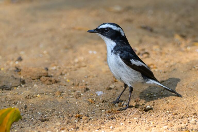 Little pied flycatcher china 3