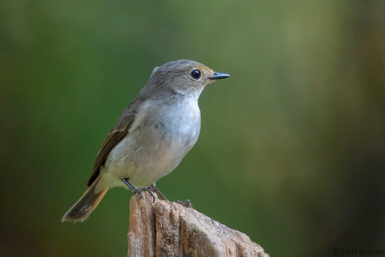 Little Pied Flycatcher_China-5
