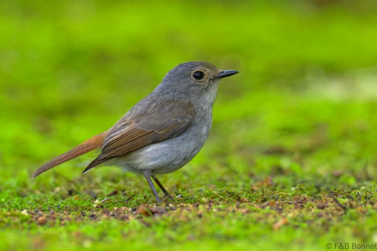 Little pied flycatcher indonesia 1
