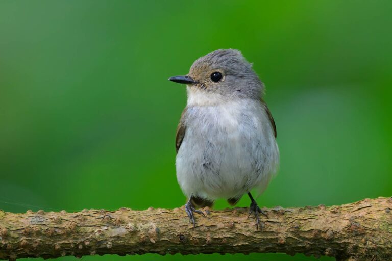 Little pied flycatcher indonesia 2