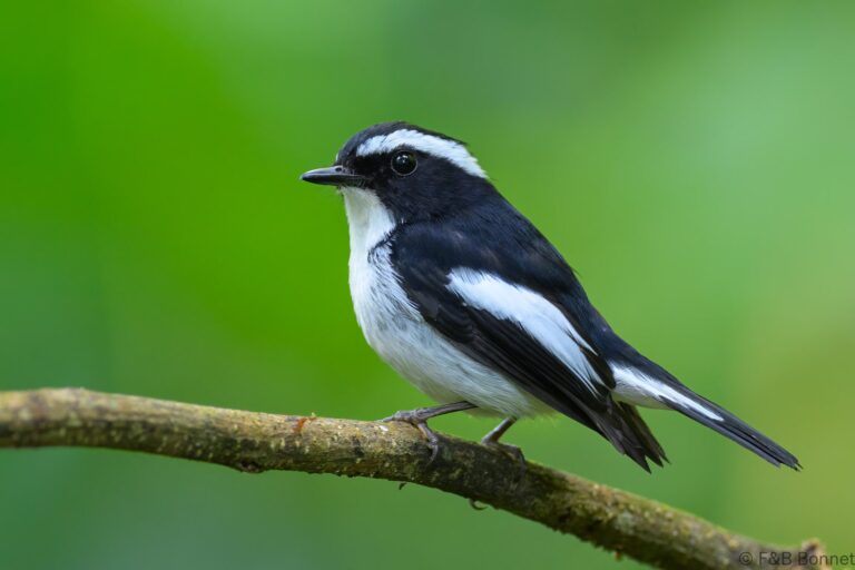 Little pied flycatcher indonesia 3