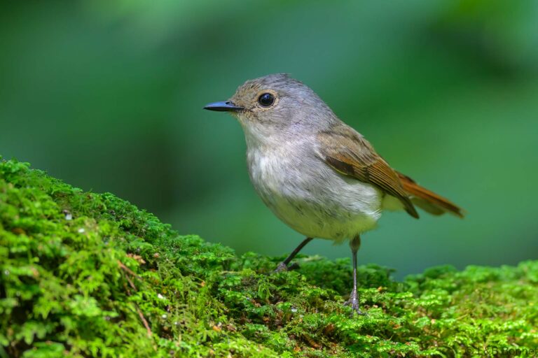 Little pied flycatcher indonesia 4