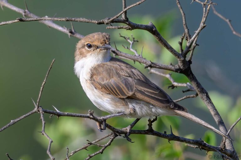 Marico Flycatcher_South Africa-3