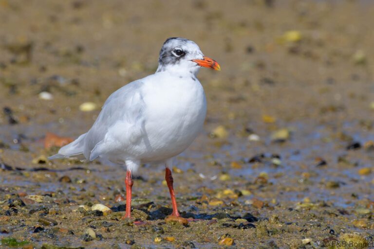 Mediterranean Gull_France-1