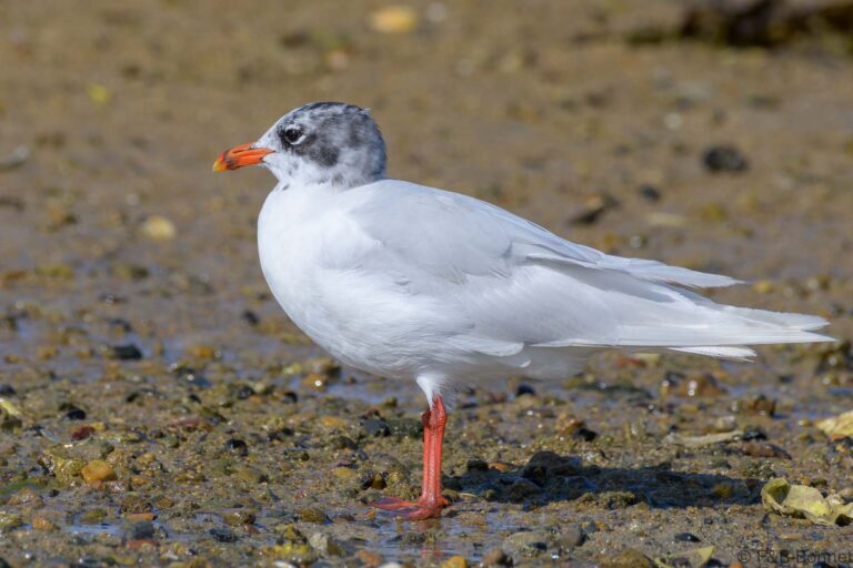Mediterranean Gull_France-2