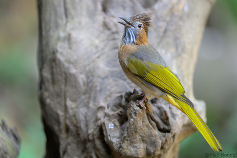 Mountain Bulbul_China-1