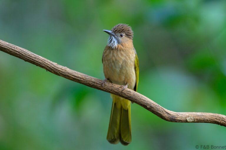 Mountain Bulbul_China-2