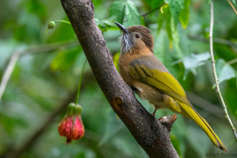 Mountain Bulbul_China-4