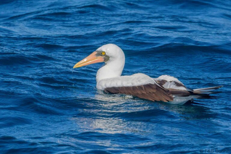 Nazca Booby_Ecuador-1