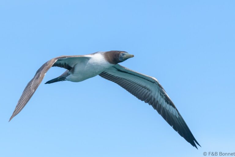 Nazca Booby_Ecuador-3