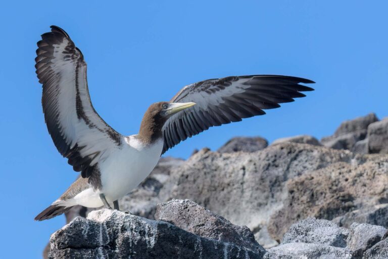Nazca Booby_Ecuador-4