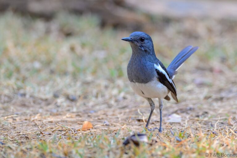Oriental magpie robin thailand 6