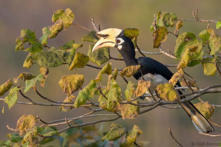 Oriental pied hornbill thailand 1