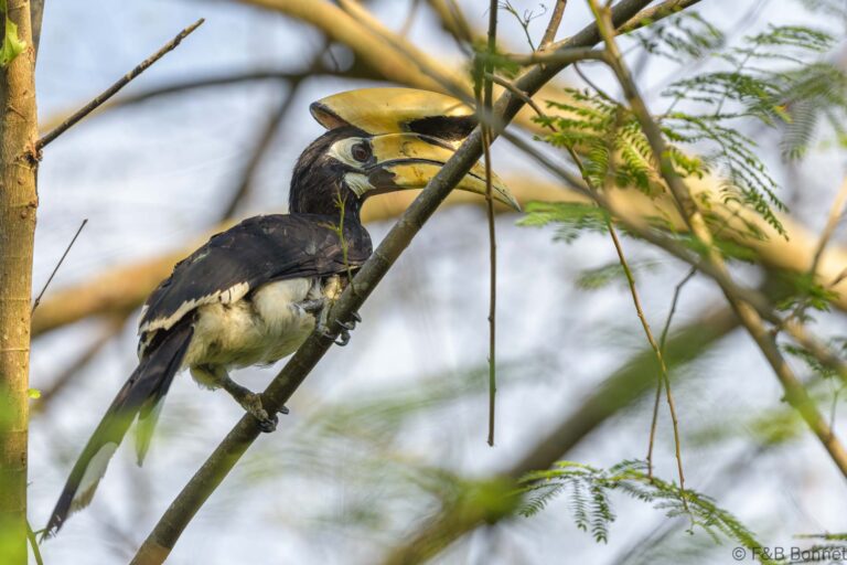 Oriental pied hornbill thailand 3