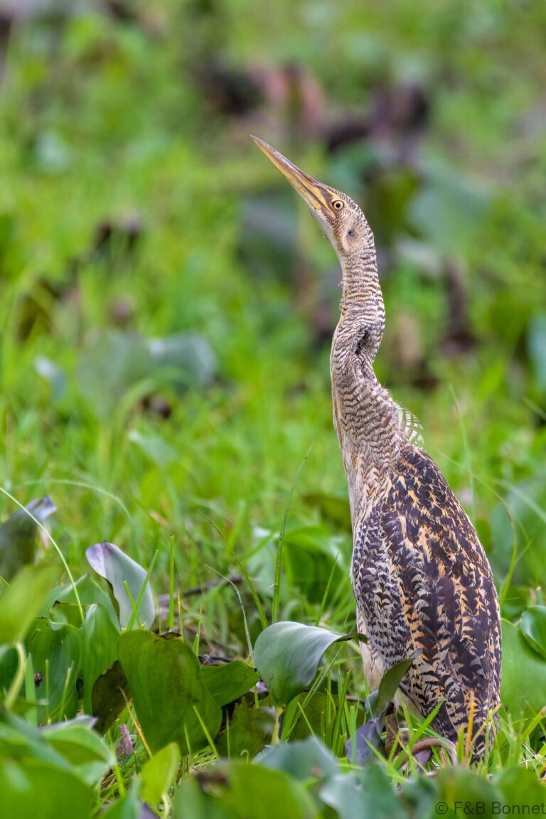 Pinnated bittern costa rica 2