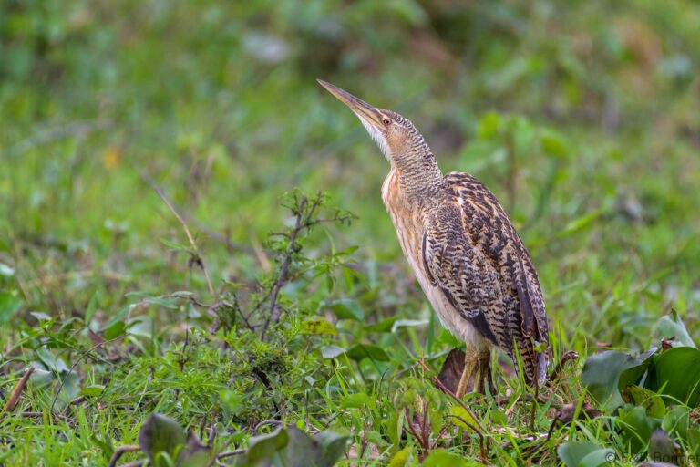 Pinnated bittern costa rica 3