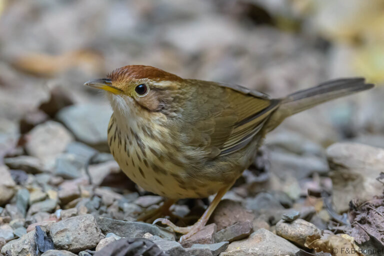 Puff throated babbler thailand 2