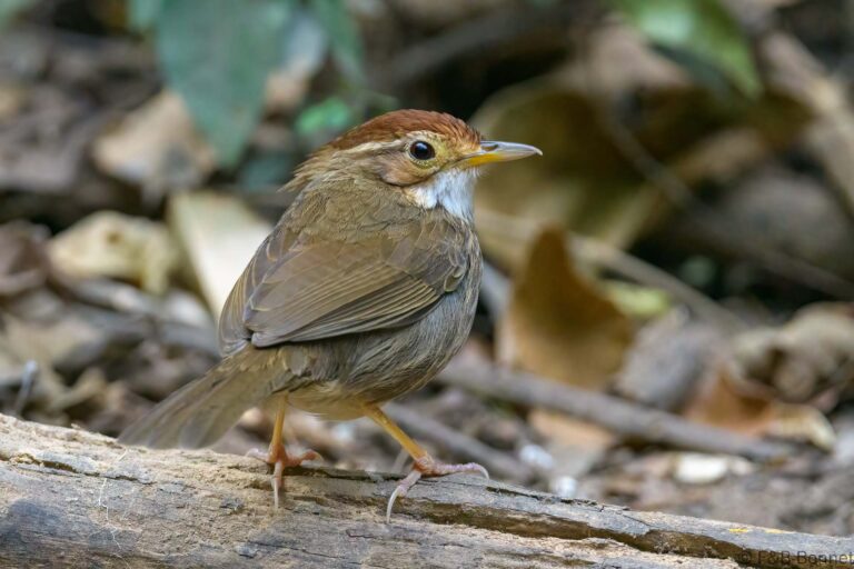 Puff throated babbler thailand 3