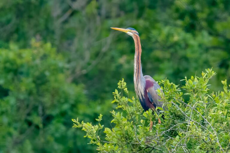 Purple heron france 1