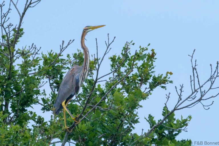 Purple heron france 2