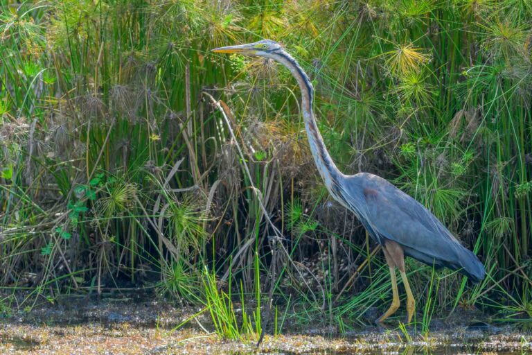 Purple heron singapour 1