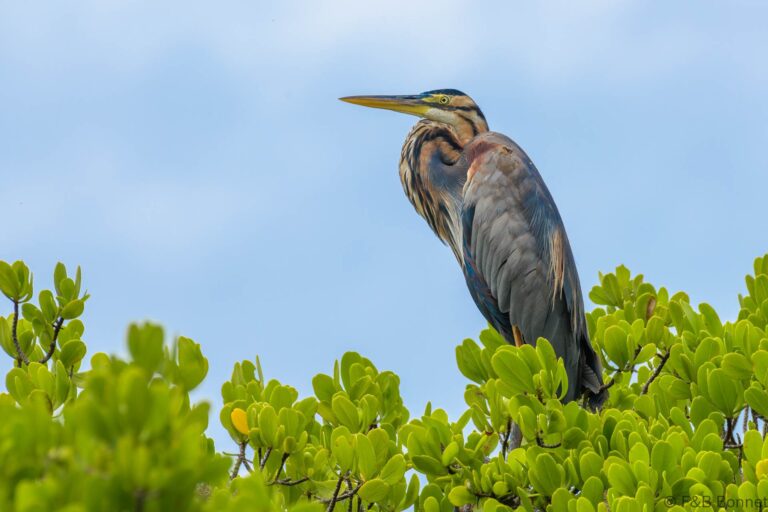 Purple heron south africa 2