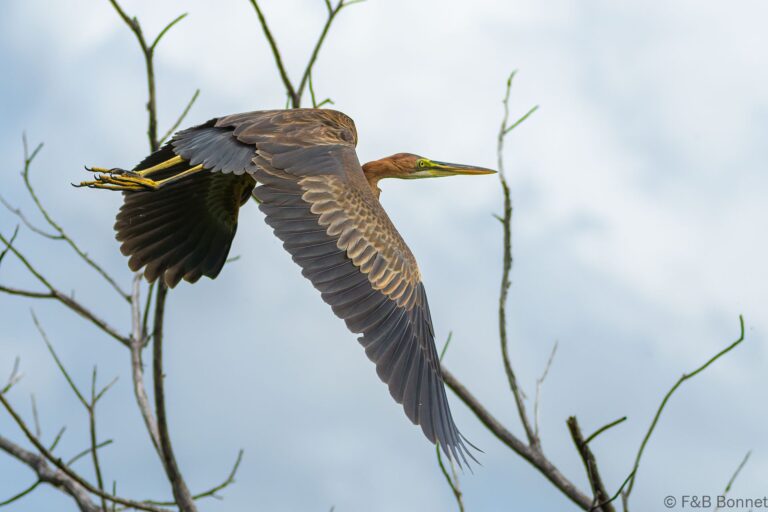 Purple heron south africa 3