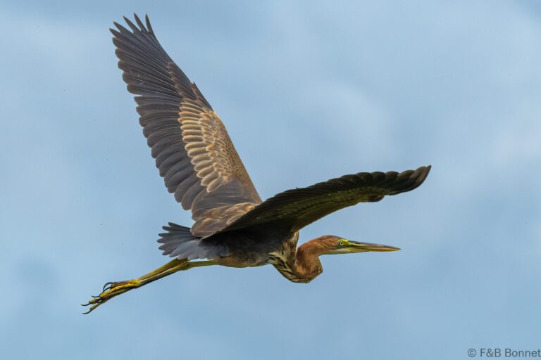 Purple heron south africa 4