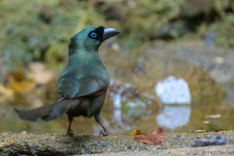Racket tailed treepie thailand 4