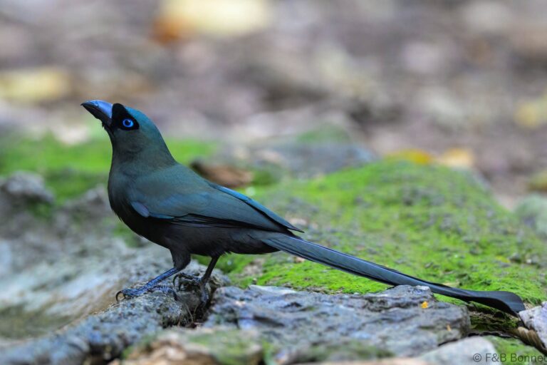 Racket tailed treepie thailand 5