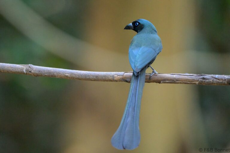 Racket tailed treepie thailand 6