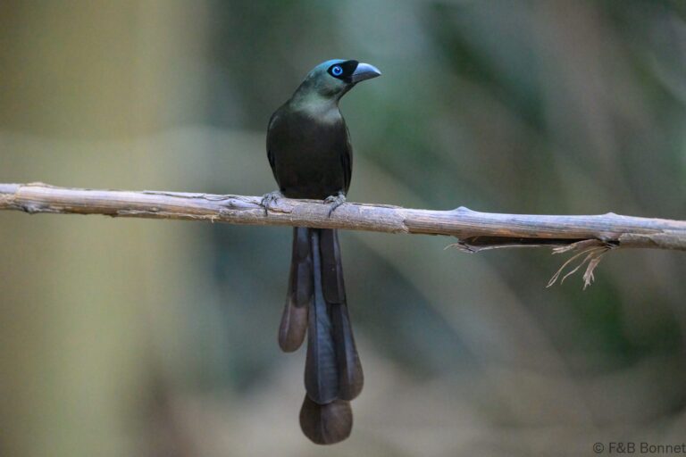 Racket tailed treepie thailand 8