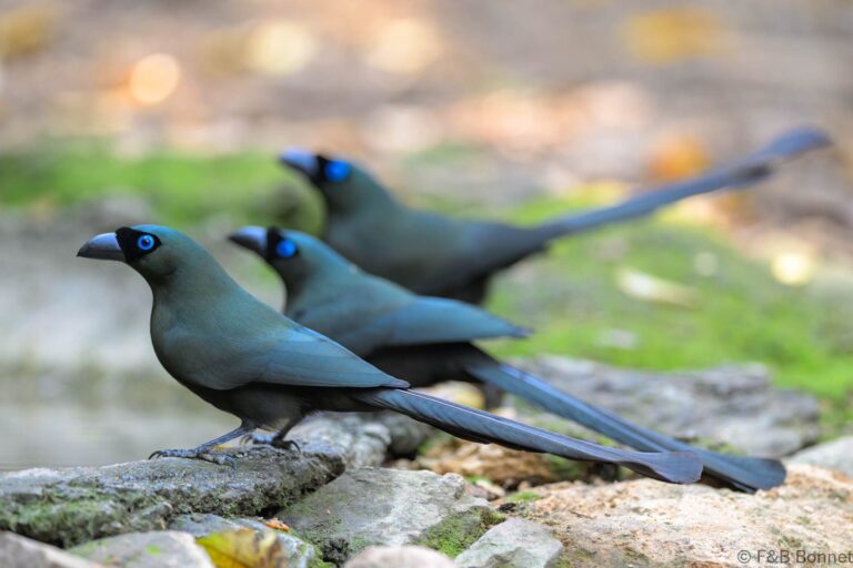 Racket tailed treepie thailand 9