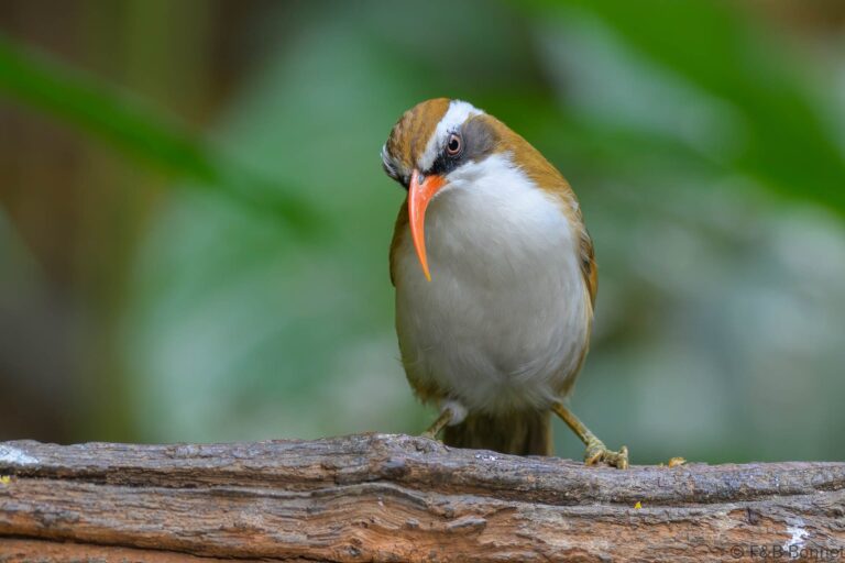 Red-billed Scimitar Babbler_China-2
