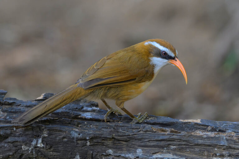 Red-billed Scimitar Babbler_China-3