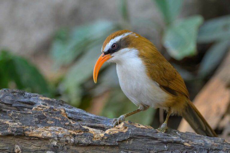 Red-billed Scimitar Babbler_China-4