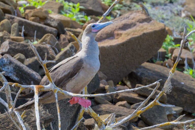 Red-footed Booby_Ecuador-1