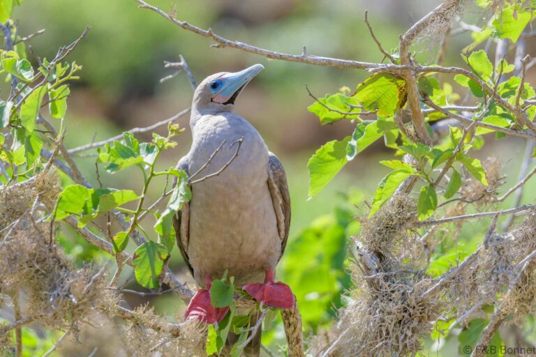 Red-footed Booby_Ecuador-2