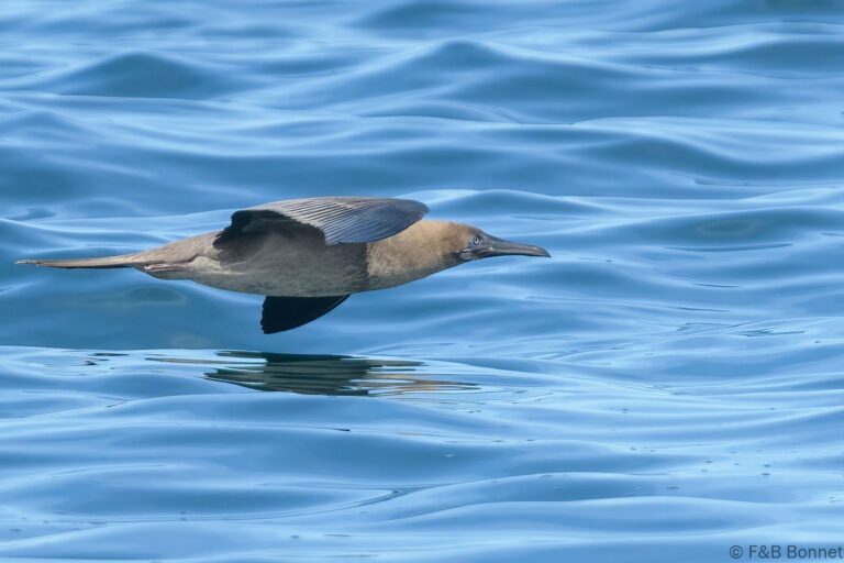 Red-footed Booby_Ecuador-4