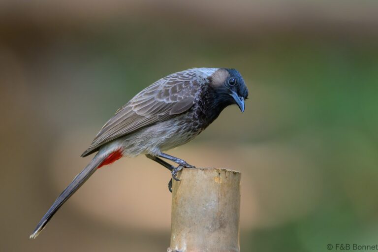 Red-vented Bulbul_China-1