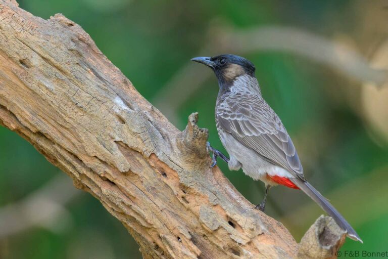 Red-vented Bulbul_China-2