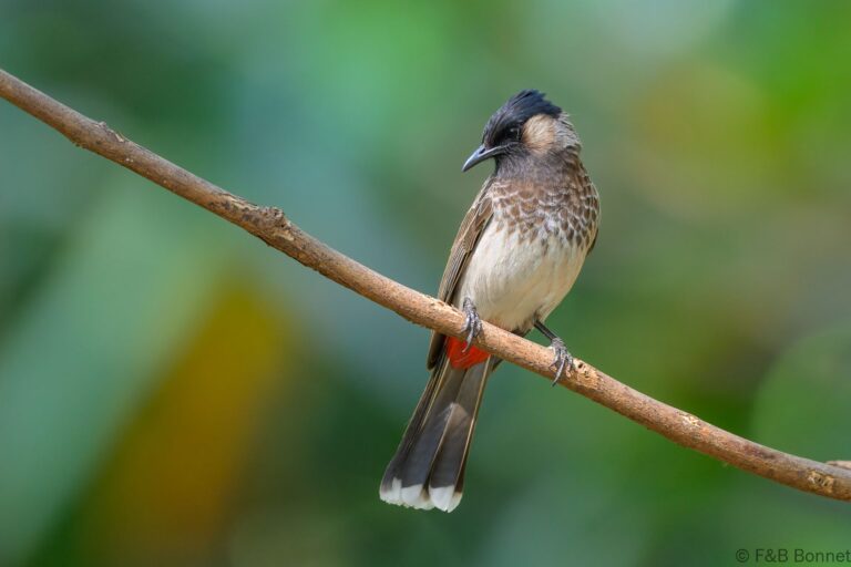 RRed-vented Bulbul_China-3