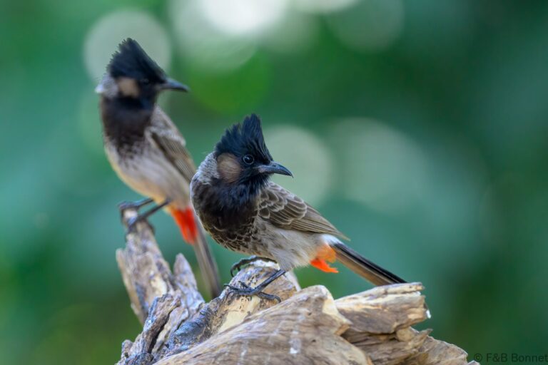 Red-vented Bulbul_China-5