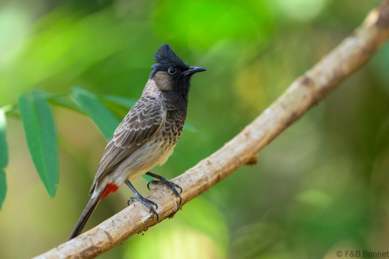Red-vented Bulbul_China-6