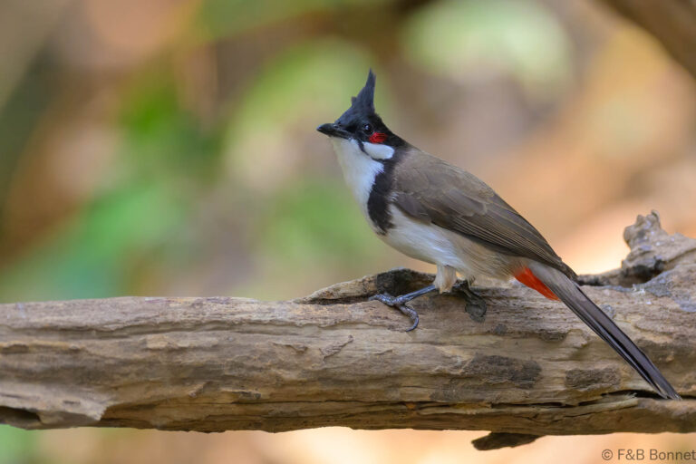 Red-whiskered Bulbul_China-1